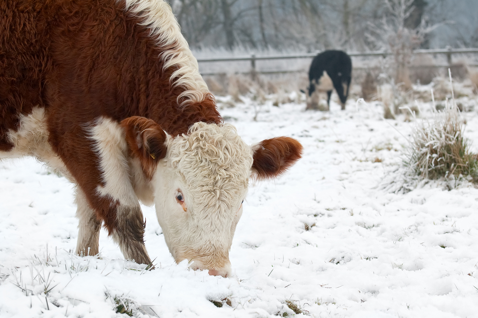 Cold Weather Care for Pets & Livestock