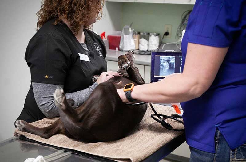 An x-ray on a horse leg